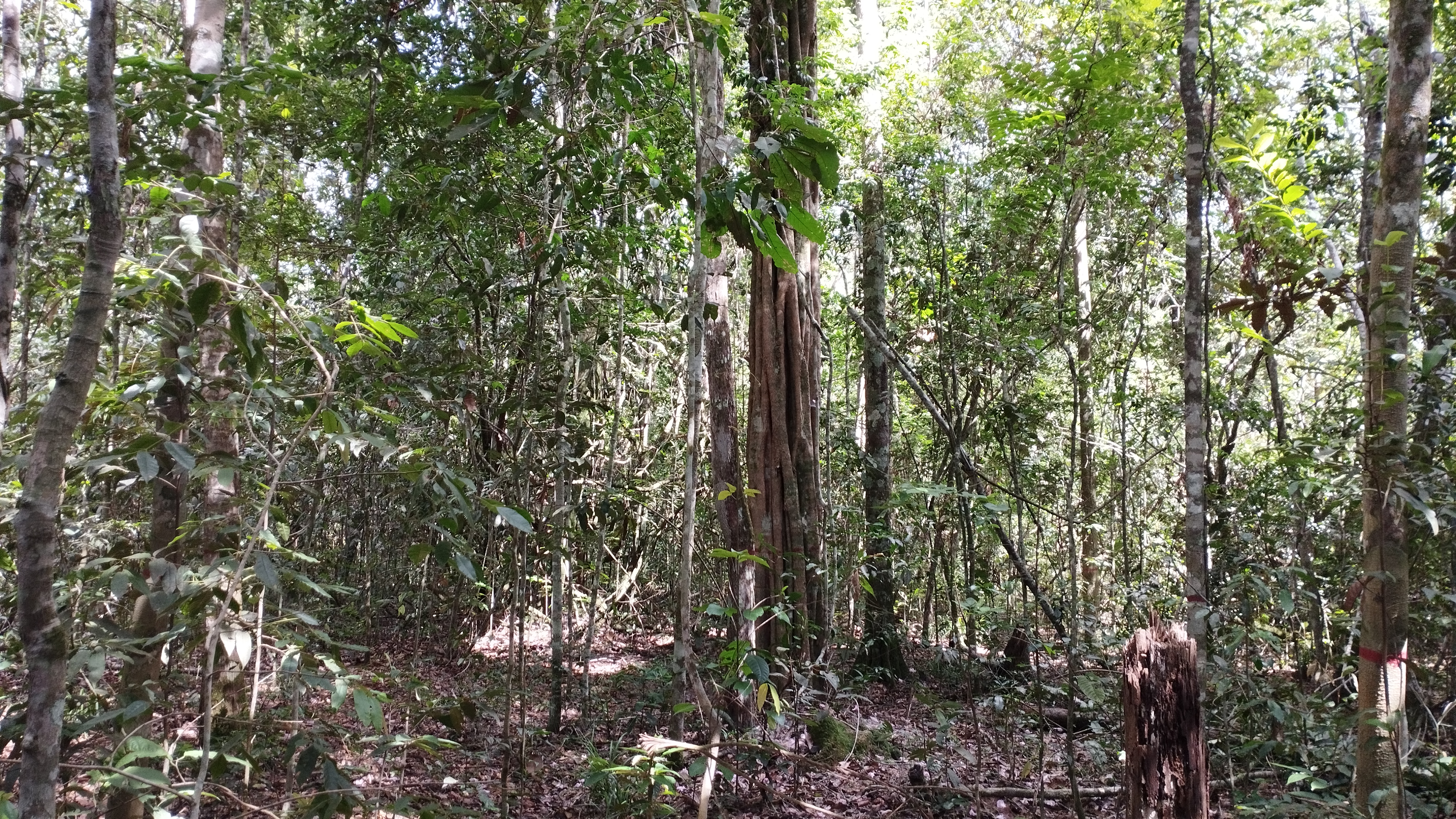 Campo